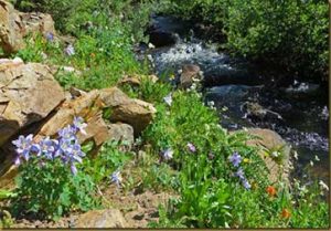 Grape Creek RV, Wet Mountain Valley, Sangre de Cristo Range, Westcliffe, CO: Wildlife, Hunting, Hiking, Fishing, Ranching